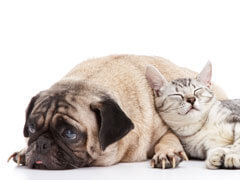 About Leo Veterinary Care in Phoenix, AZ