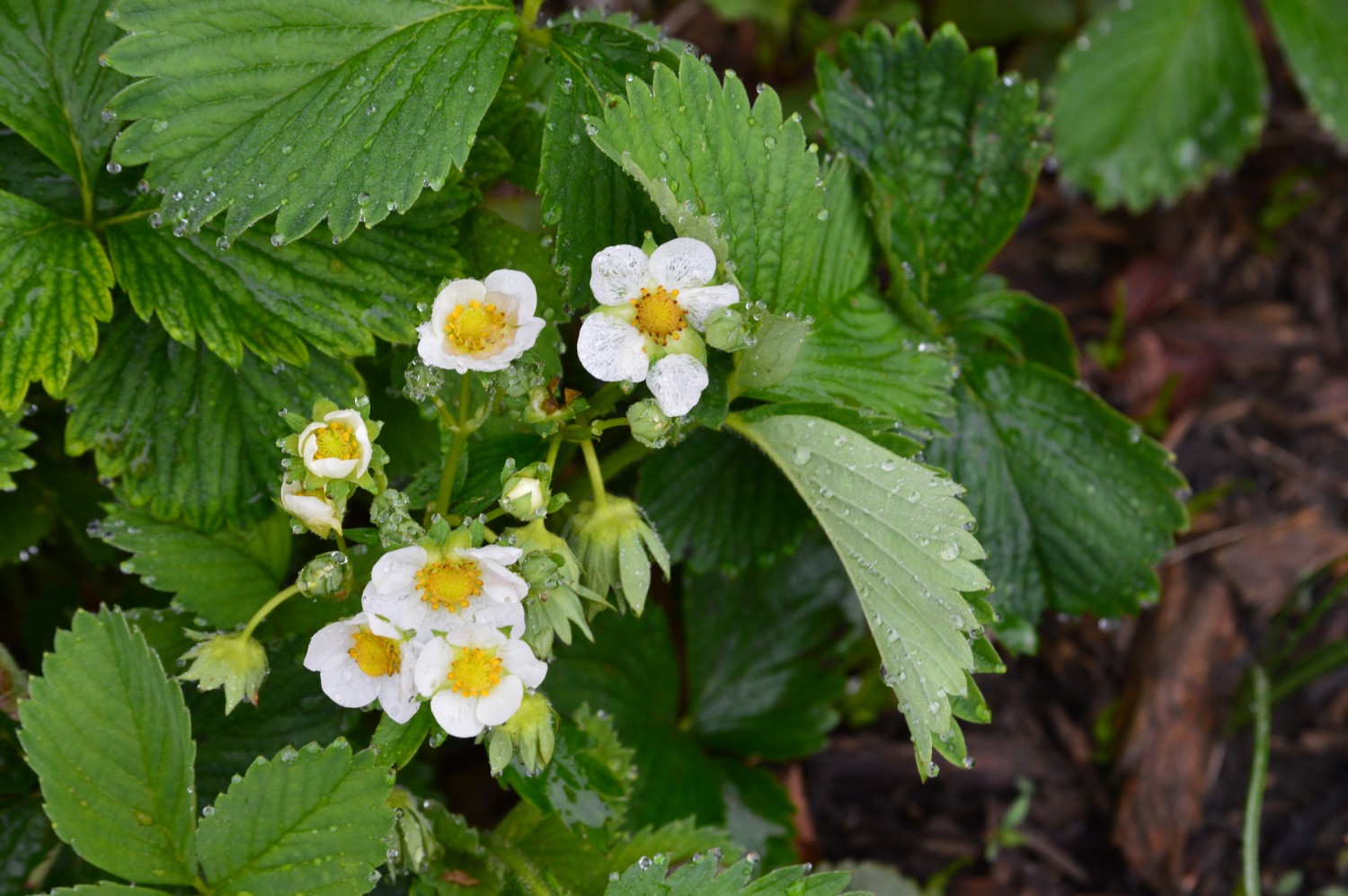 Strawberry Plant