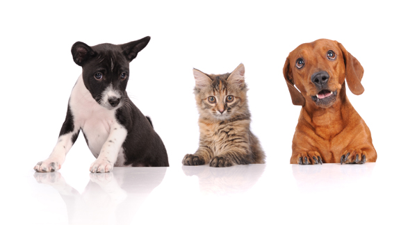 Info and Resources - Leo Veterinary Care - Phoenix, AZ