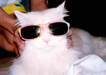 Leo in sunglasses