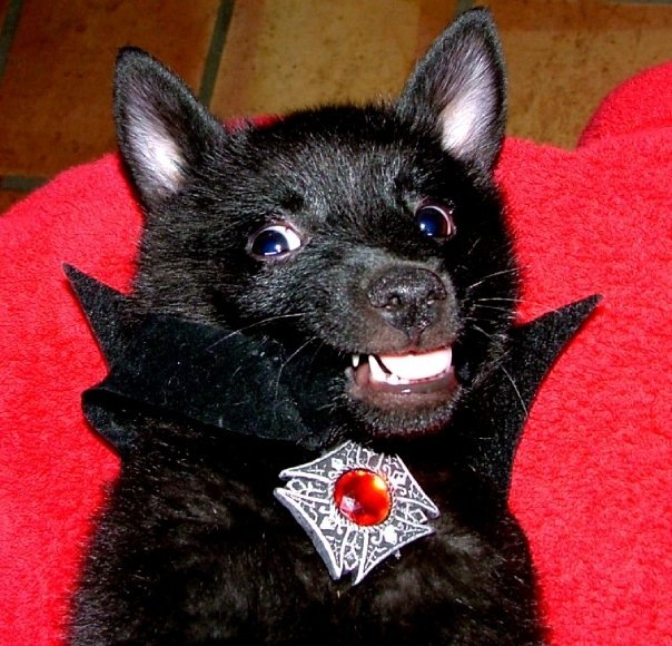 Dog dressed like bat